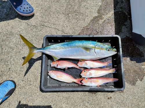 アマダイの釣果