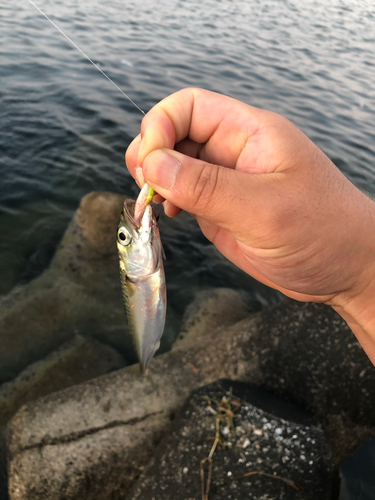 サバの釣果