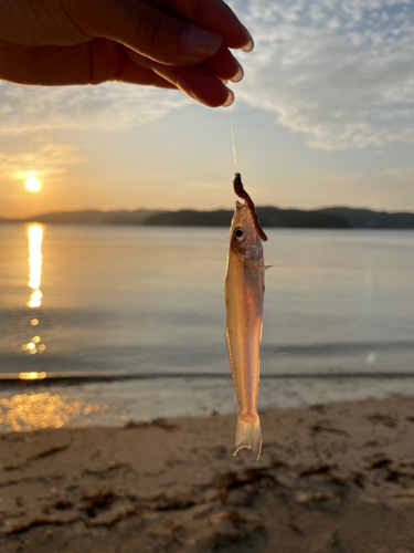 キスの釣果