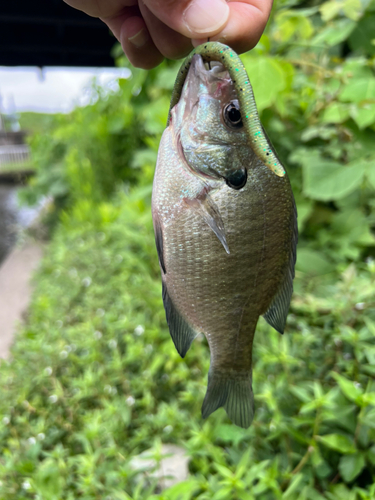 ブルーギルの釣果