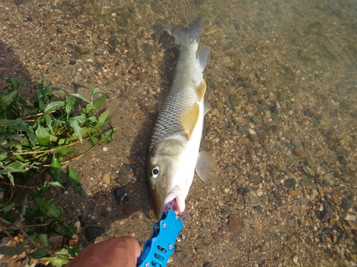 ニゴイの釣果