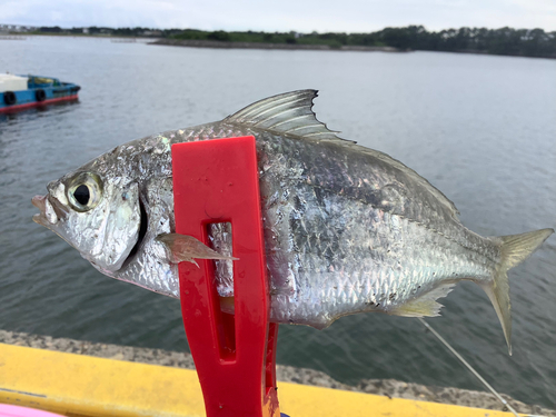 クロサギの釣果