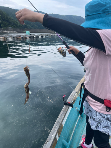 ゴンズイの釣果