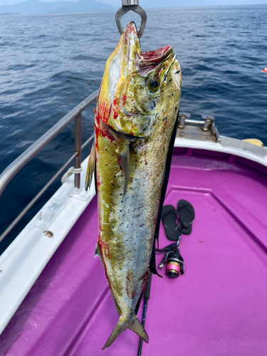 シイラの釣果