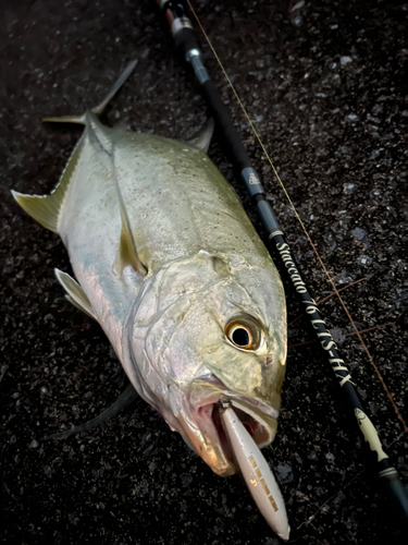 オニヒラアジの釣果