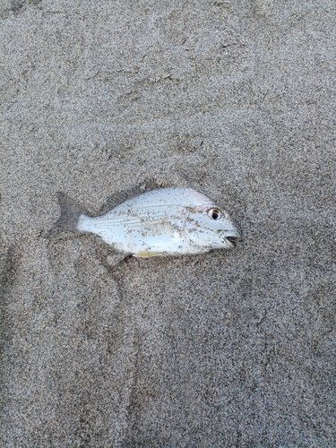 ヘダイの釣果