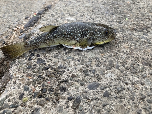 ショウサイフグの釣果