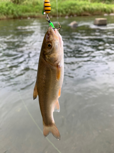 ウグイの釣果