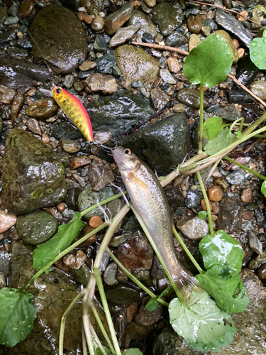 ウグイの釣果