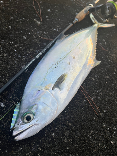 ミナミイケカツオの釣果