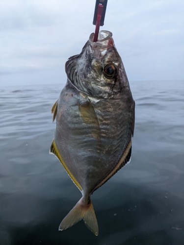 カイワリの釣果