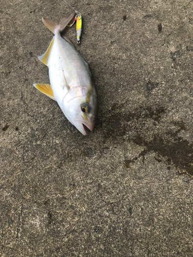 ショゴの釣果