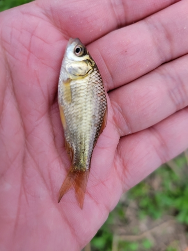 フナの釣果