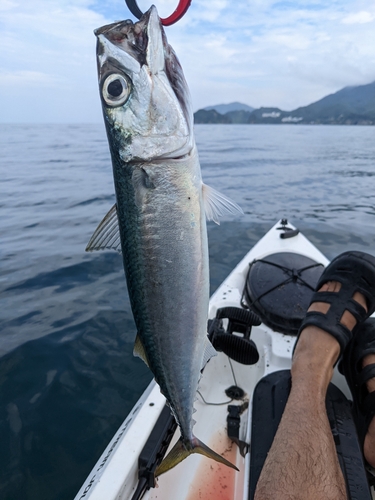 サバの釣果