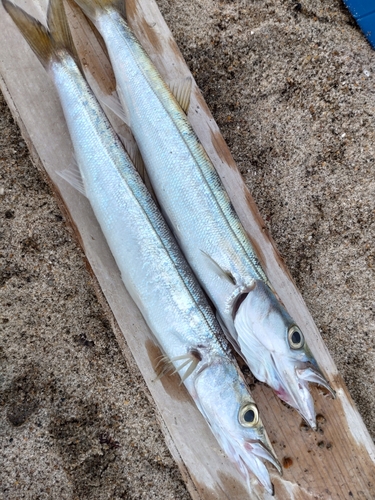 カマスの釣果