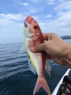 イトヨリダイの釣果