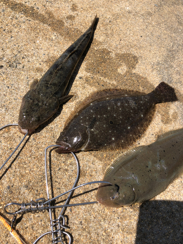 マゴチの釣果