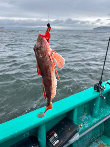 ホウボウの釣果