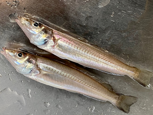 キスの釣果