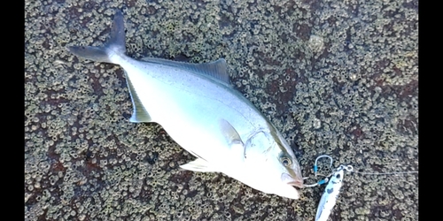 カンパチの釣果