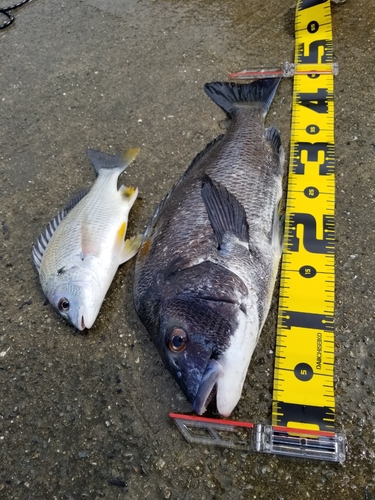 チヌの釣果