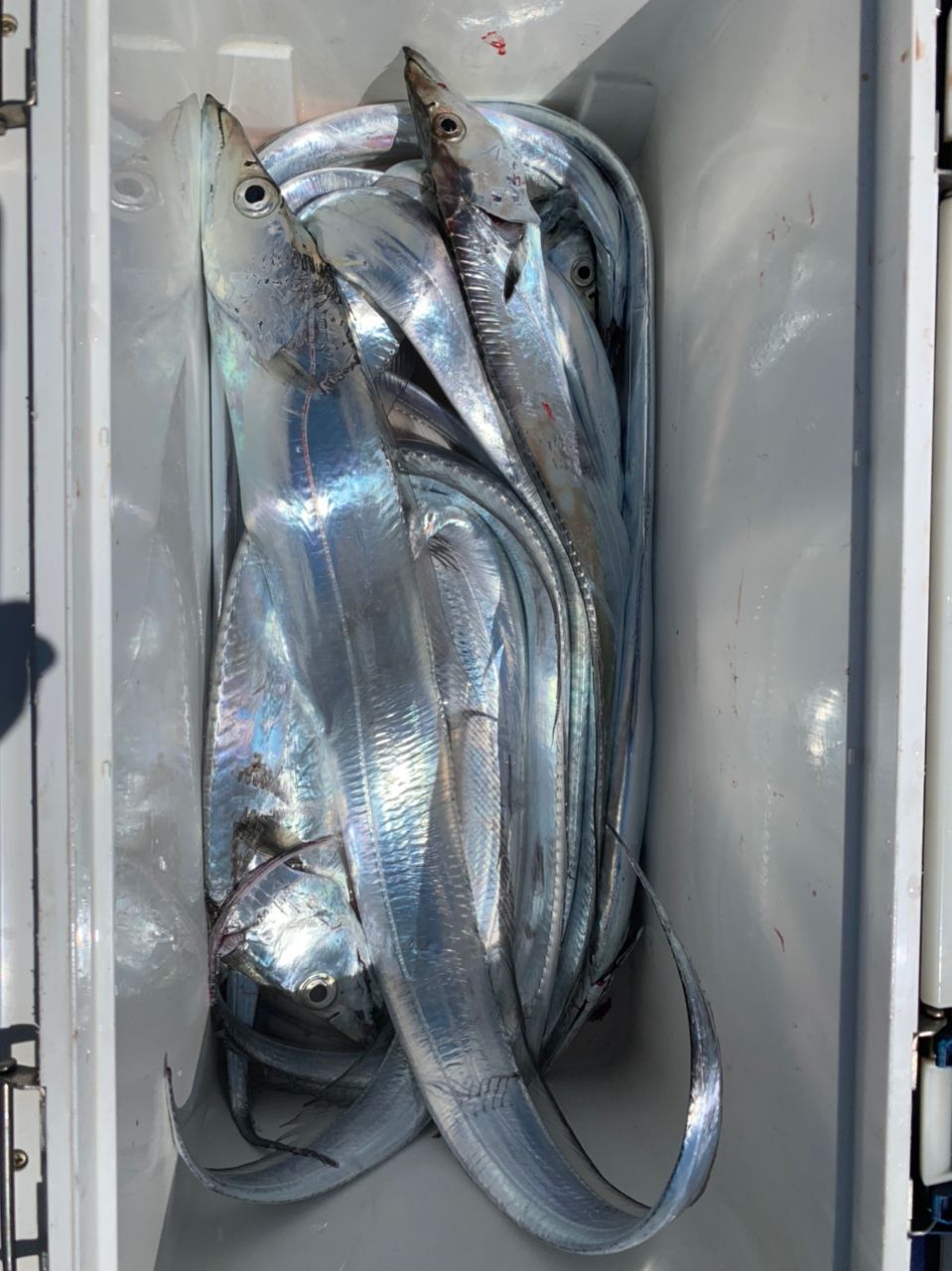 adukuf BBさんの釣果 2枚目の画像