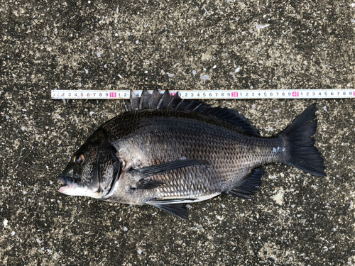 チヌの釣果