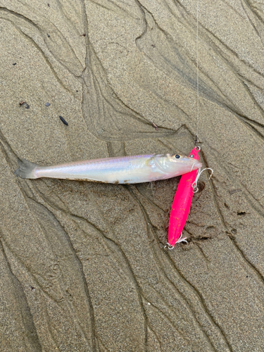 キスの釣果