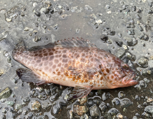 オオモンハタの釣果