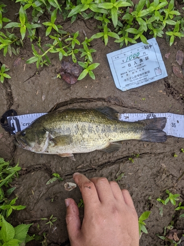 ブラックバスの釣果