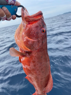 スジアラの釣果