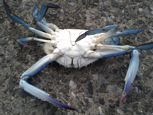 タイワンガザミの釣果