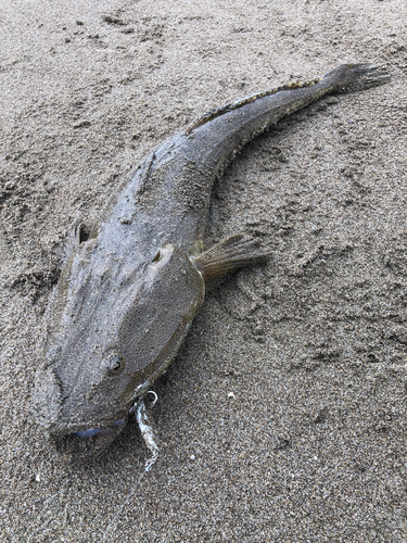 マゴチの釣果