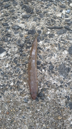 エソの釣果