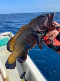 アオノメハタの釣果