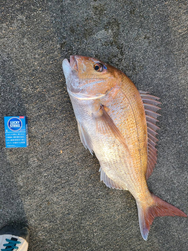 マダイの釣果