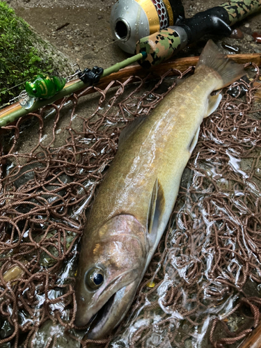 イワナの釣果