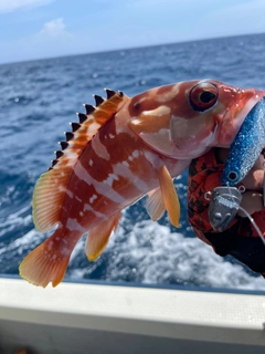 アカハタの釣果