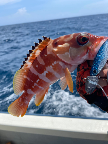 アカハタの釣果