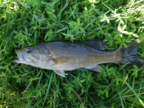 スモールマウスバスの釣果