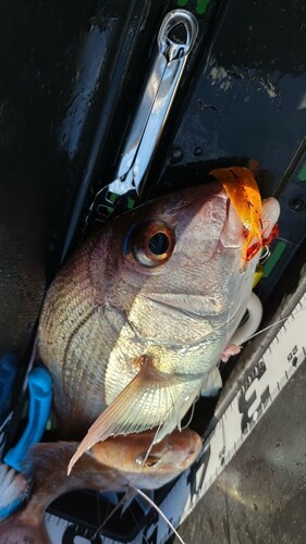 マダイの釣果