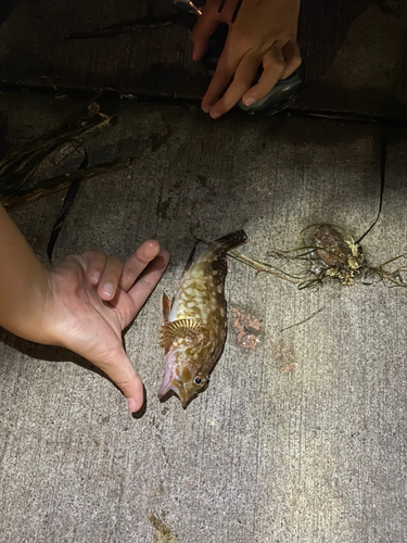 カサゴの釣果