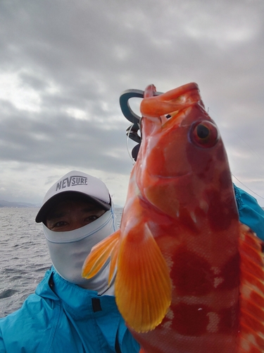 アカハタの釣果