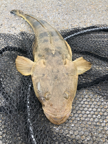 マゴチの釣果