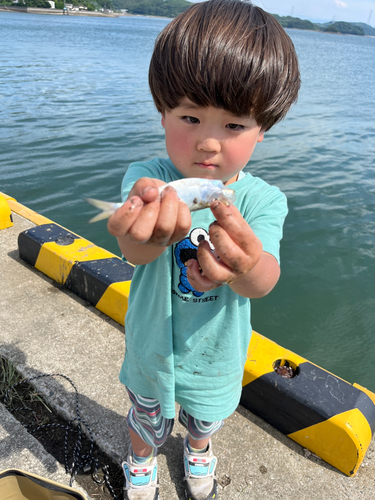 カワハギの釣果