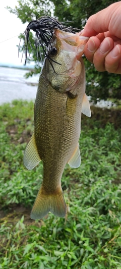 ラージマウスバスの釣果