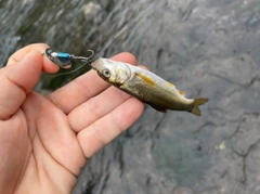 ウグイの釣果