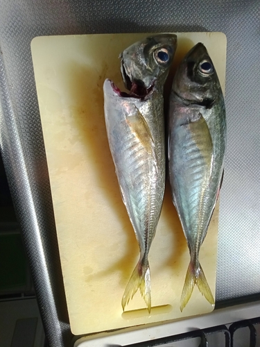 シロイカの釣果