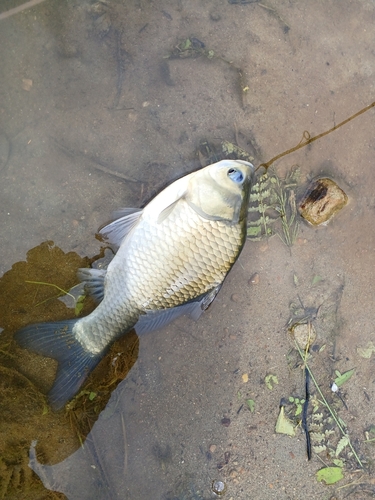 ギンブナの釣果