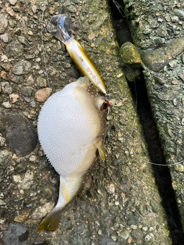 クサフグの釣果